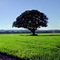 field